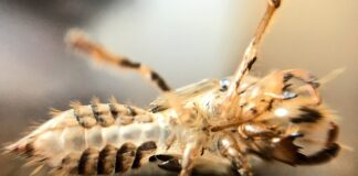 Co może oznaczać stukanie w silniku?