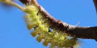 Co prostuje prostownik?