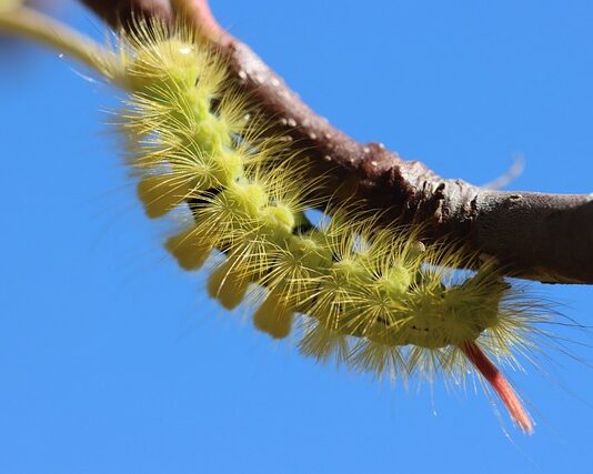 Co prostuje prostownik?