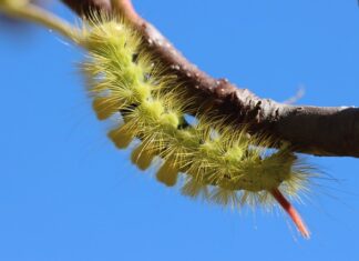 Jaki prostownik do domu?
